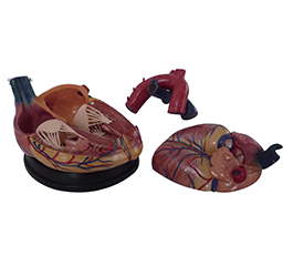 DM-S6018 新型大心脏解剖模型   