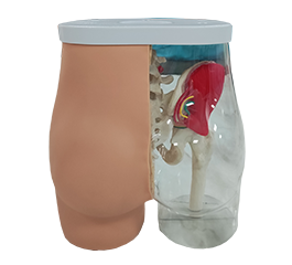 DM-NS6022 臀部肌肉注射训练及对比模型   